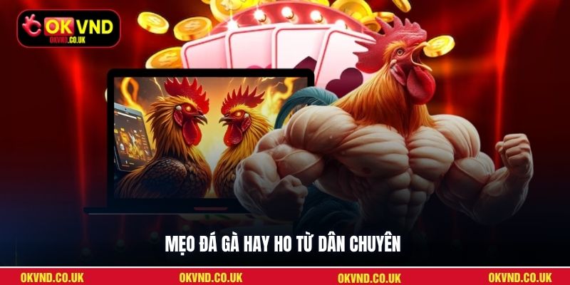 Mẹo đá gà hay ho từ dân chuyên