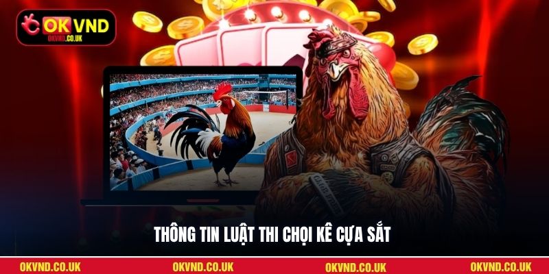 Thông tin luật thi chọi kê cựa sắt